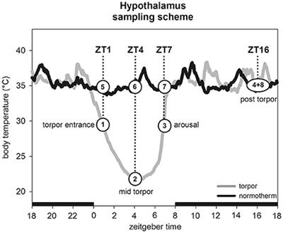 Transcriptome Analysis of Hypothalamic Gene Expression during Daily Torpor in Djungarian Hamsters (Phodopus sungorus)